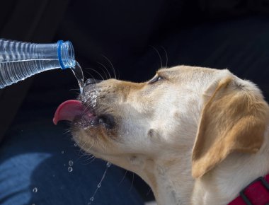 Labrador dili dışarıda içiyor