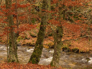 Jarama Nehri Hayedo de Montejo 'dan geçerken