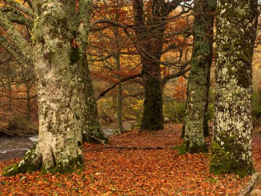 Nehirde kayın sandıkları