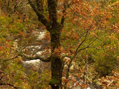 Jarama Nehri 'nde bitki örtüsü