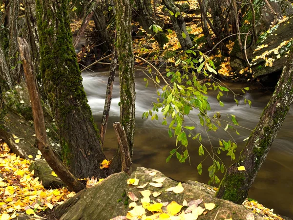 Troncos y hojas junto al río — Foto de Stock