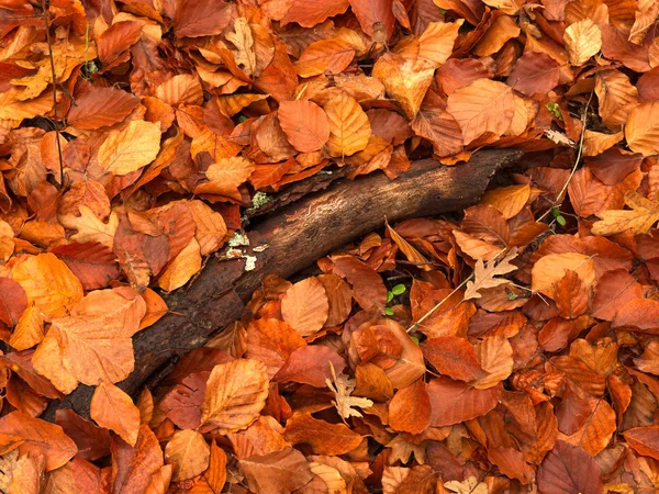 Bois d'une branche entourée de feuilles de hêtre tombées sur le grou — Photo