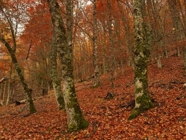 Yamaçta kayın yaprakları var.