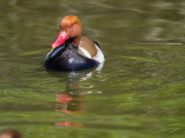 Red duck swimming in the water