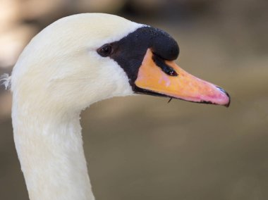 Kameraya poz veren kaba bir kuğu.
