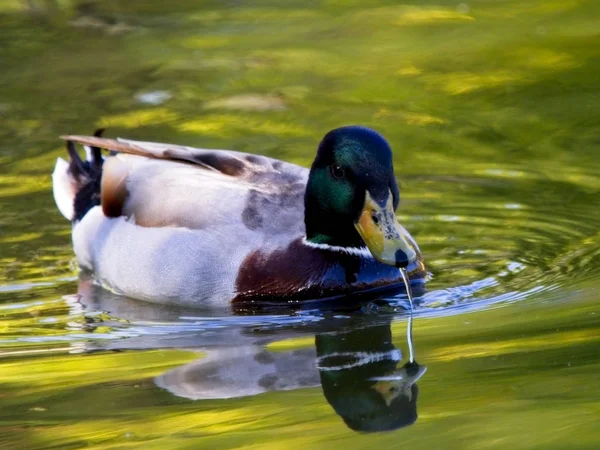 Kék Mallard vízsugárral a csúcson — Stock Fotó