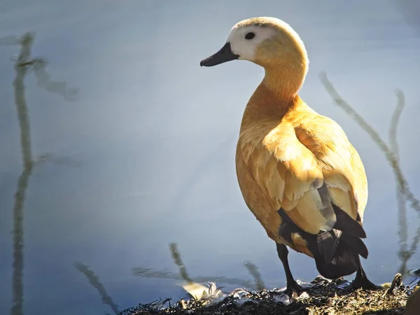 Canela de jarro em pé na margem de uma lagoa — Fotografia de Stock