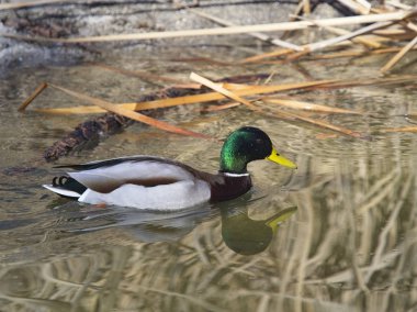 Mallard sudaki yansımaların arasında yüzüyor.