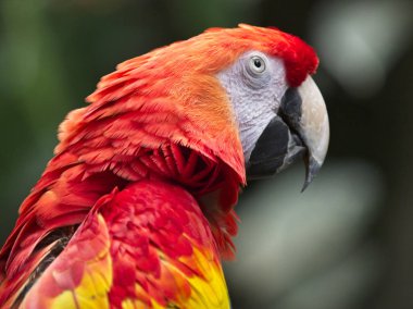 Kırmızı Macaw profili