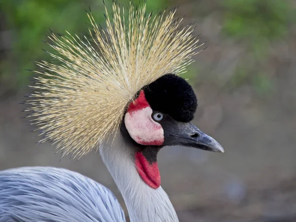 The Crowned Crane Cuelligr��s — Stock Photo, Image