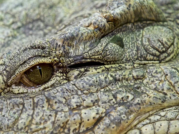 O olho do crocodilo do nilo — Fotografia de Stock