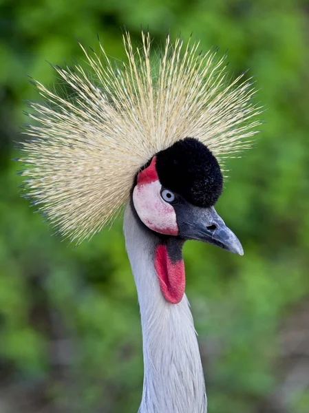 The crowned crane vertical portrait — Stock Photo, Image