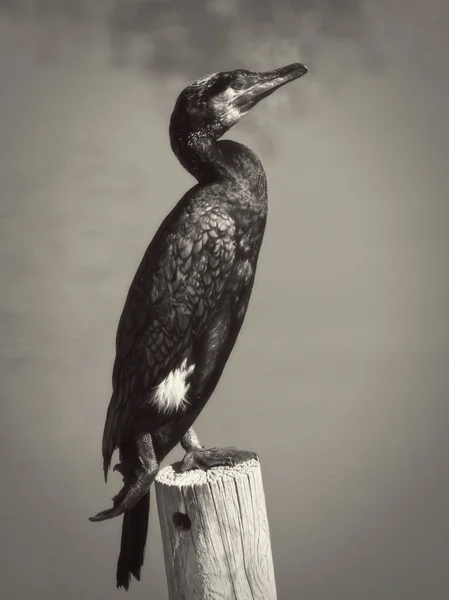 El gran cormorán posando sobre un tronco de madera en una laguna —  Fotos de Stock