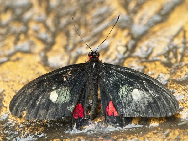 Coração de borboleta de gado no chão — Fotografia de Stock