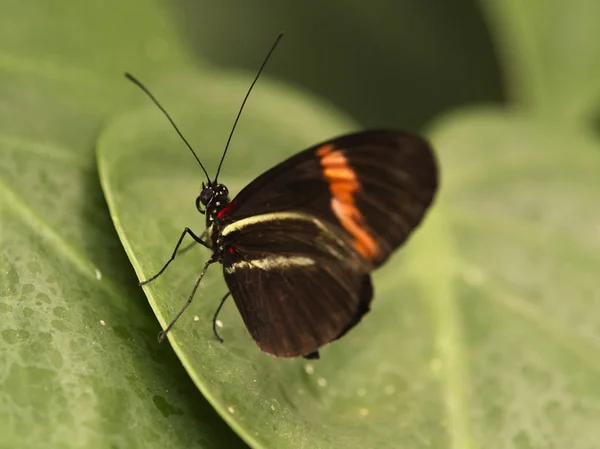 Pequeno carteiro borboleta visto por trás — Fotografia de Stock