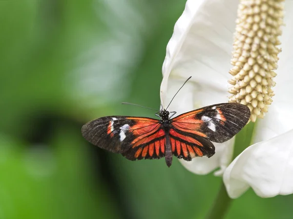 Borboleta do carteiro (heliconius melpomene ) — Fotografia de Stock