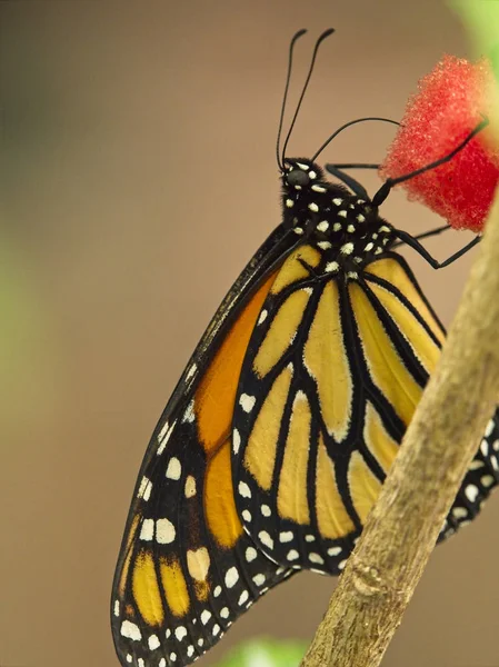 Mariposa monarca naranja con líneas negras —  Fotos de Stock