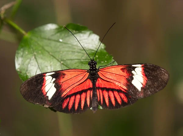 Borboleta de carteiro perto descansando em uma folha — Fotografia de Stock