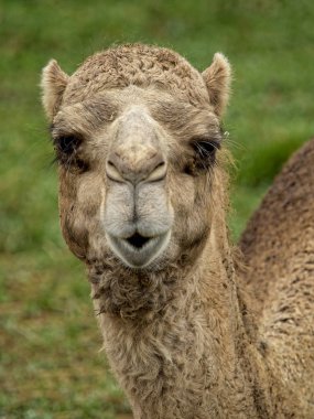 Bir Dromedary portresi ıslık çalıyor gibi görünüyor.