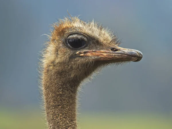 Curioso avestruz viendo — Foto de Stock