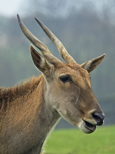 Antylopa lądowa solitario comiendo — Zdjęcie stockowe