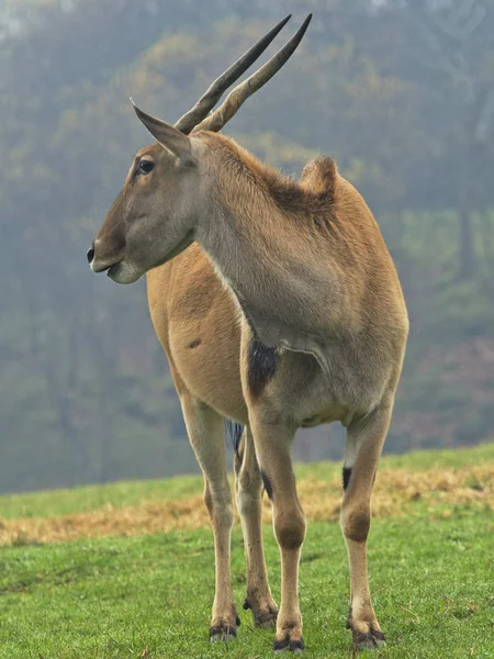 Antelope för inre vattenvägar som står i sidled — Stockfoto