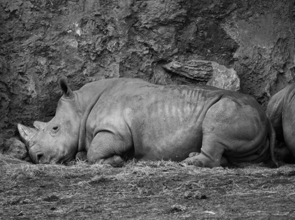 Profile rhinos lying down — Stock Photo, Image