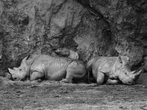 Пара белых носорогов отдыхает — стоковое фото