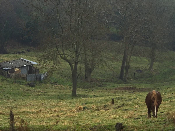 Пейзаж с лошадиными деревьями и старый дом — стоковое фото