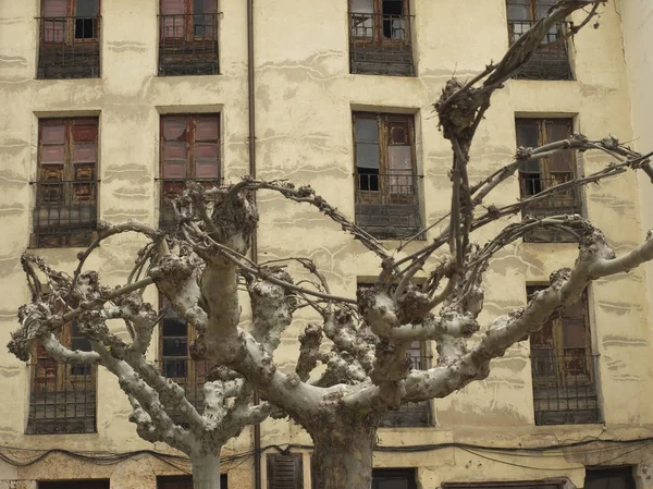 窓のある歴史的建造物の隣に枝のない木I — ストック写真