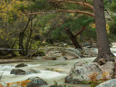 Madrid 'deki Manzanares Havzası Doğal Parkı' ndaki ağaçların arasından akan nehir suyu. İspanya