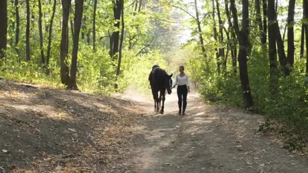 Hermoso caballo negro con mujer caminando cerca en el parque. — Vídeos de Stock