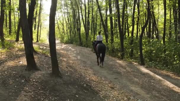 Krásný černý kůň se ženou procházky v parku. — Stock video