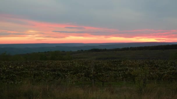 Beau coucher de soleil magnifique, près d'une plantation de raisins, ciel rouge, automne sec. — Video