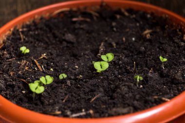Turba kabında fidanlar. Bebek tohumları, tarım tohumları. Bahar ekimleri. Erken filizlenen, evde büyüyen pencere eşiğinde