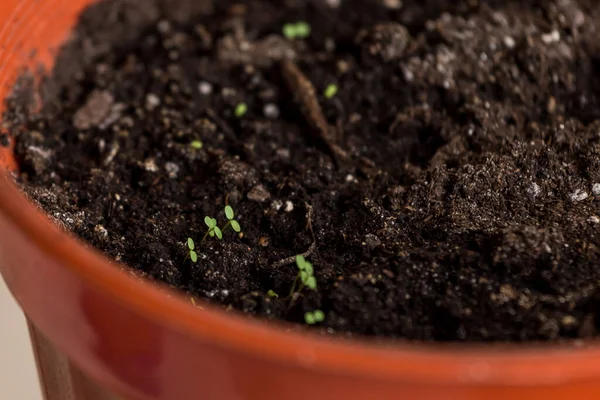 Mudas Vasos Turfa Plantas Bebê Semeadura Mudas Agrícolas Plantio Primavera — Fotografia de Stock