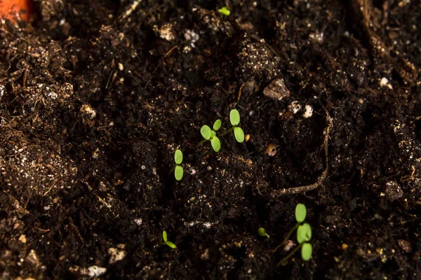 Plantor Torvkrukor Babyväxter Lantbruksplantor Vårplantering Tidig Planta Odlad Hemma Fönsterbrädan — Stockfoto