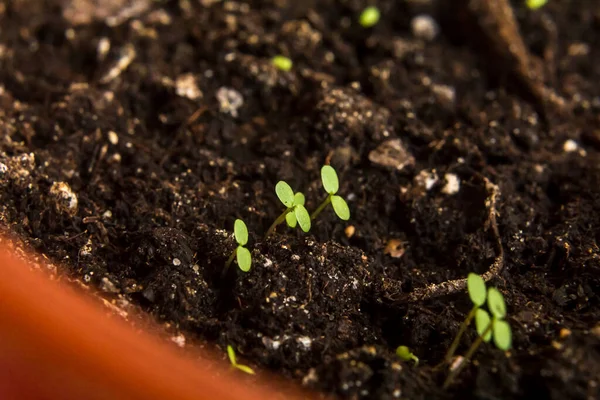 Mudas Vasos Turfa Plantas Bebê Semeadura Mudas Agrícolas Plantio Primavera — Fotografia de Stock