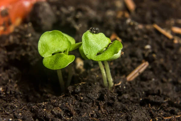 Macro Shot Mudas Vasos Turfa Plantas Bebê Semeadura Mudas Agrícolas — Fotografia de Stock