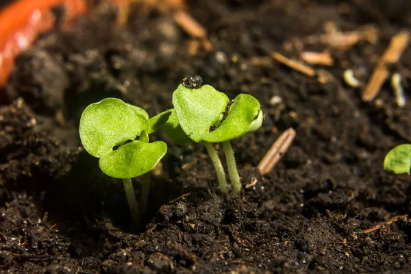 Macro Shot Mudas Vasos Turfa Plantas Bebê Semeadura Mudas Agrícolas — Fotografia de Stock