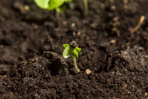 Makró Felvétel Palánták Tőzegcserepekben Babanövények Vetése Mezőgazdasági Palánták Tavaszi Ültetés — Stock Fotó