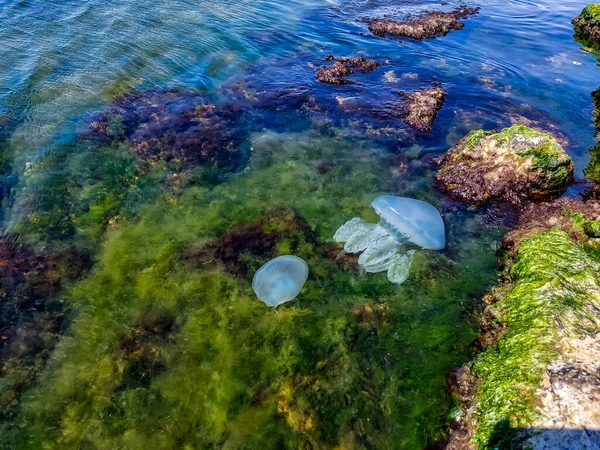 Las Medusas Marinas Nadan Cerca Orilla Algas Piedras Medusas Agua — Foto de Stock