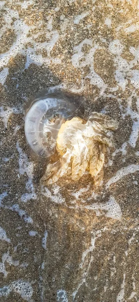 海水母躺在岸上 波浪抛出了一个巨大的水母 水里的海藻 石头和水母 — 图库照片