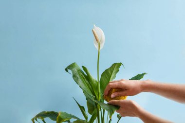 Mavi arka planda spathiphyllum çiçeği. Kız çiçeğin yapraklarını sarı bir süngerle ovuyor..