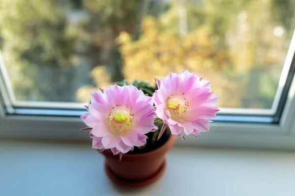 Echinopsis Flowering Echinopsis Cactus Blooms Two Flowers Same Time Home — Stock Photo, Image