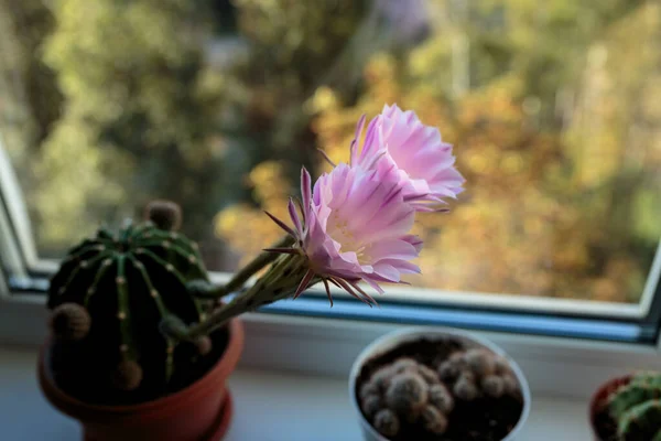 Echinopsis Flowering Echinopsis Cactus Blooms Two Flowers Same Time Home — Stock Photo, Image