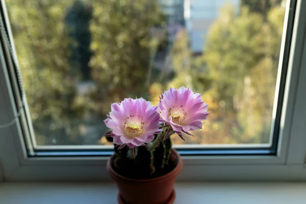 Echinopsis Flowering Echinopsis Cactus Blooms Two Flowers Same Time Home — Stock Photo, Image