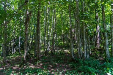 Alagna Valsesia, Vercelli, Piedmont, İtalya 'nın dağlık tatil beldesi