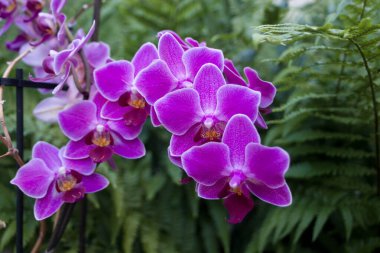 Yeşil arka planda güzel pembe ya da mor benekli orkideler.