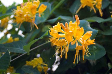 Altın sarısı çiçekli Avrupalı hanımeli çam ağacı